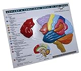 Brain Model & Puzzle: Anatomy & Functional Areas of the Brain (Norton Series on Interpersonal Neurobiology)