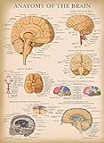 Palace Learning Vintage Brain Anatomy Poster - Laminated - Anatomical Chart of the Human Brain - 18' x 24'