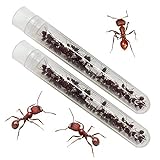 Insect Lore Two Tubes of Live Harvester Ants with Instruction Guide