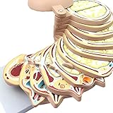 Removable Human Brain Cross-Section Anatomical Model Teaching Research Horizontal Cut Display Model