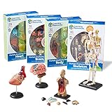 Learning Resources Anatomy Models Bundle Set - 4 Sets, Ages 8+, Anatomy Demonstration Tools, Classroom Demonstration Tools, Teacher Supplies,Back to School Supplies
