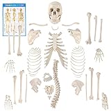 Houseables Disarticulated Human Skeleton, Full Unassembled Anatomical Model, Life Sized, 62” Height, Plastic, w/Poster, Skull, Bones, Articulated Hand & Foot, Study of Skeletal System, Educational