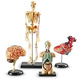 Learning Resources Anatomy Models Bundle Set, Brain, Body, Heart, Skeleton, Classroom Demonstration Tools, Teacher Accessories, Grades 8+, Ages 3+