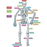 Teacher Created Resources - 77241 Human Skeleton Magnetic Accents 33' x 10' x 9.1'