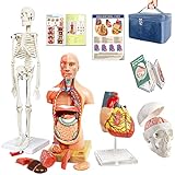 Evotech Human Body, Skeleton, Heart, Half Size Skull with Brain Models-Best Anatomy Model Bundle Set of 4 Hands-on 3D Model Study Tools for Medical Student or as Educational Kit for Kids
