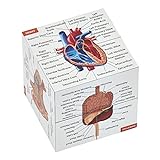 Human Anatomy Study Cube | Study 9 Parts of The Human Body | Perfect Anatomy Revision Guide | Addictive Anatomy Model Cube | Great Gift for Nurse, Dentist, Medical Students