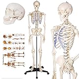 TakeTex 70.8' Life-Size Human Skeleton Model, Including Anatomical Skeleton Model + Colorful Chart + Cover