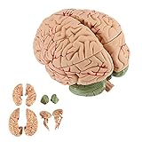 Human Brain Model for Teaching Neuroscience with Vessels Life Size Anatomy Model for Learning Science Classroom Study Display Medical Model