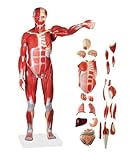Wellden Product Anatomical Human Muscular Figure Model, 27-part, 1/2 Life Size, Numbered