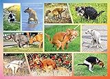 Pooping Dogs 1000 Piece Dog Puzzles for Adults - Funny Gift Dog Poop Gag Jigsaw Puzzles for Dog Lovers & Puppy Owners
