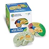Learning Resources Cross-section Brain Model - 2 Pieces, Ages 7+ Brain Anatomy Model, Brain Functions Model, Human Anatomy for Kids, Foam Brain Model