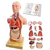 2023 Newest Human Body Model for Kids,11 inch 15 Pcs Removable 3D Human Torso Anatomy Model with Heart Brain Skeleton Head Model for Medical Student Learning,Education Display,with Wooden Base,Ages 4+