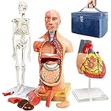 Evotech Human Body, Skeleton and Heart Models-Best Anatomy Model Bundle Set of 3 Hands-on 3D Model Study Tools for Medical Student or as Educational Kit for Kids