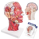 Human Half Head Superficial Neurovascular Model with Musculature, Life Size Anatomical Head Model Skull and Brain for Medical Teaching Learning, Kids Learning Education Display Tool
