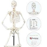 Anatomy Skeleton Model, Adult Human Anatomical Skeletal Model - Made for Students, Teachers, Medical Professionals - Includes Bone Anatomy Numbering Guide, Dust Cover & Stand - Made by Axis Scientific