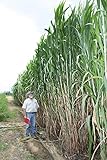 Elephant Grass Seeds - 100 Seeds - Tallest Grass in The World - Ships from Iowa, Made in USA