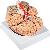 VEVOR Human Brain Model Anatomy 9-Part Model of Brain w/Labels & Display Base Color-Coded Life Size Human Brain Anatomical Model Brain Teaching Tool Brain Model for Science Classroom Study Display