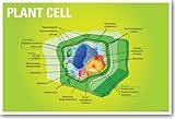 Plant Cell Biology - NEW Classroom Biology Poster