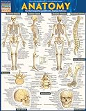 Anatomy - Reference Guide (8.5 x 11): a QuickStudy reference tool (Quickstudy Academic)