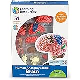 Learning Resources Brain Model