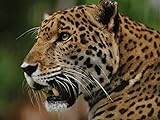 Jaguars - Brazil's Super Cats