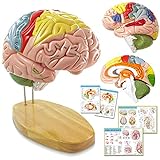 2024 Newest Human Brain Model for Neuroscience Teaching with Labels 1.5 Times Life Size Anatomy Model for Learning Science Classroom Study Display Medical Model,9 Colors to Identify Brain Functions