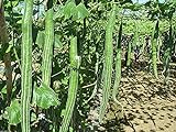 100pcs Seeds of BUAG NGU NAGA, Snake Serpent Gourd; Asian Heirloom, Trichosanthes cucmerina